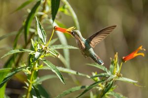 デザインされているように見えて実はそうではなかった20の動物