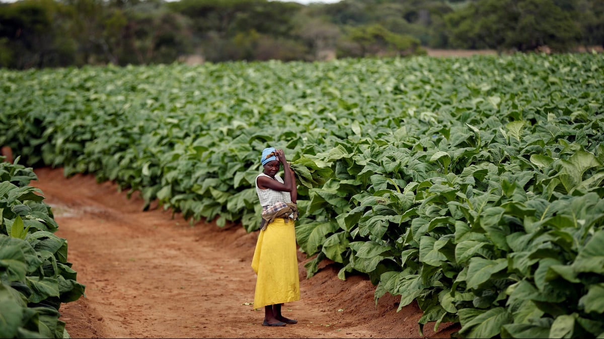 economic prosperity through tobacco farming The tobacco industry is luring African farmers with bogus promises of  prosperity