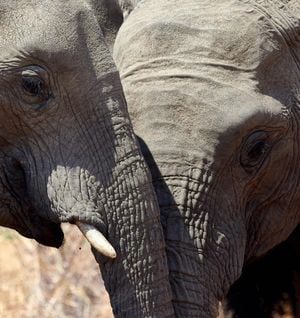 20 animals that are a lot smarter than most people