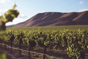 The best day trips from San Francisco to wine country