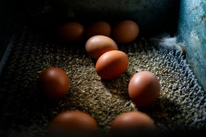 Midwest Poultry Services is recalling 1.6 million dozen eggs over salmonella ris...