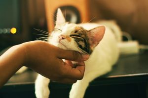 10 cat breeds that get along with everyone — kids, dogs, and chaos included