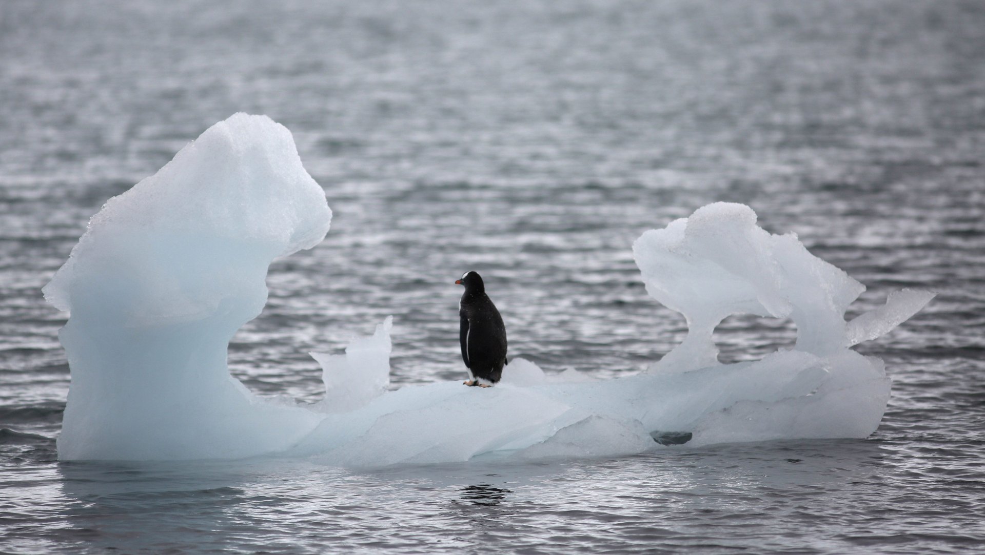 Climate change will kill off icebergs, animals, and metaphors