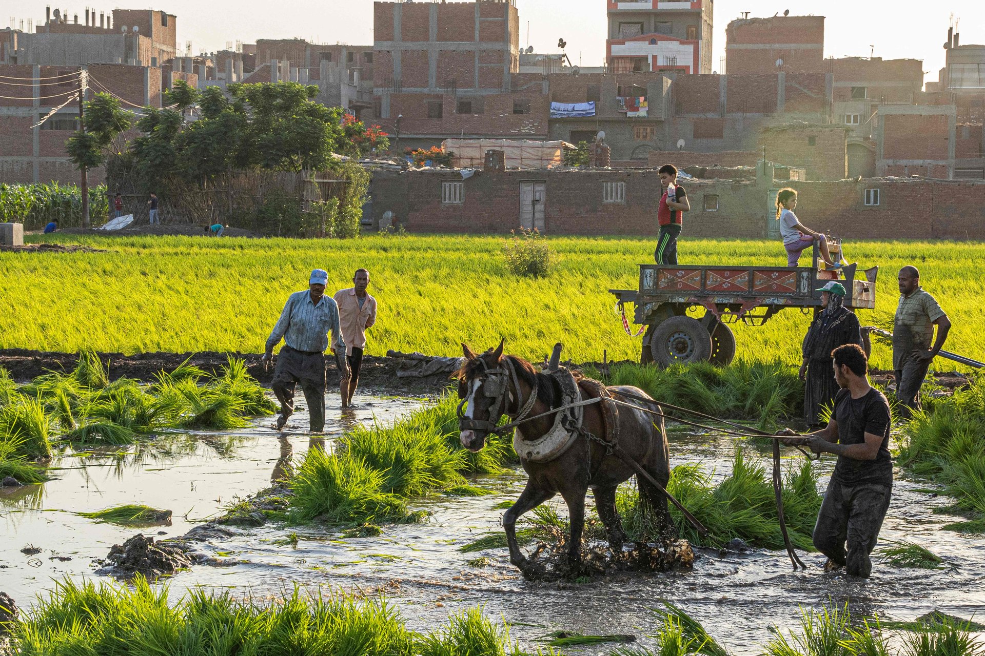 Egypt’s tech entrepreneurs take up the fight against climate change