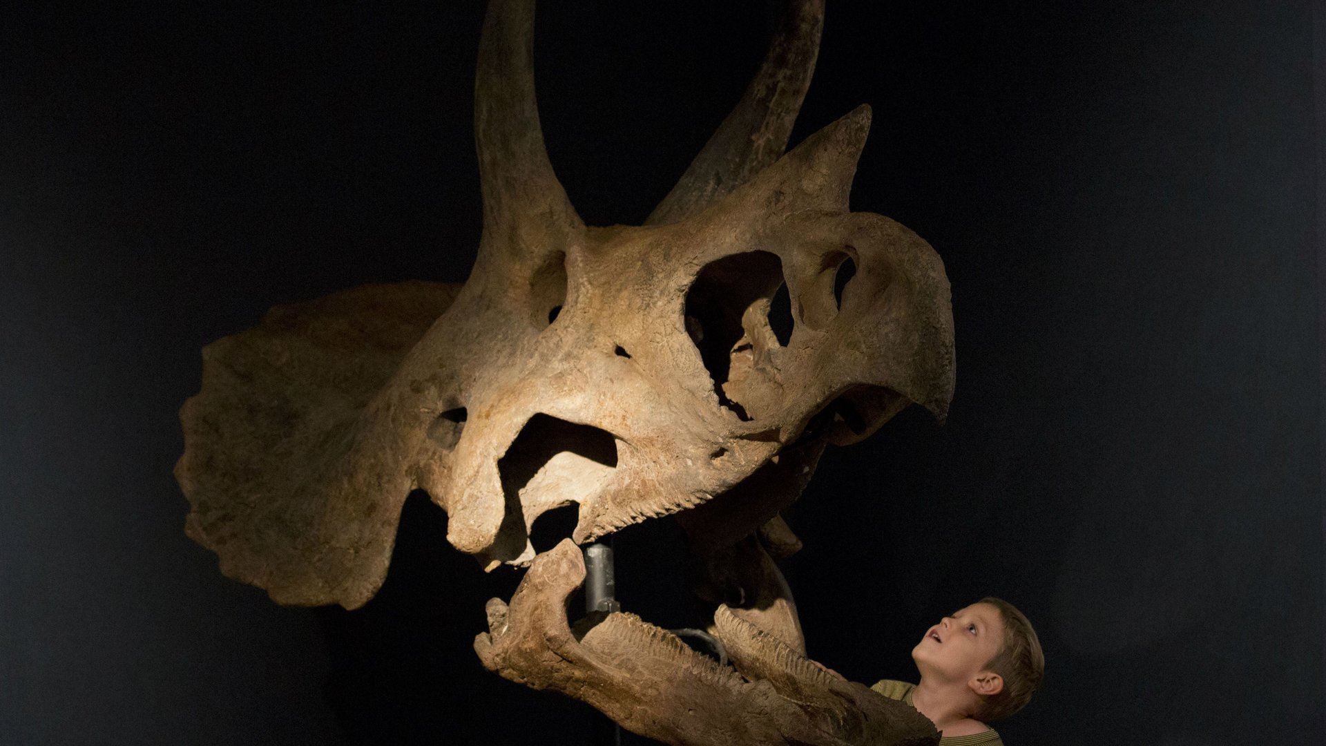 All hail triceratops, king of the vegetarian dinosaurs