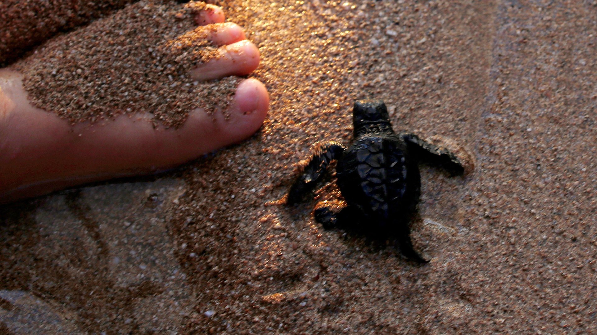There’s good news for endangered sea turtles and marine mammals