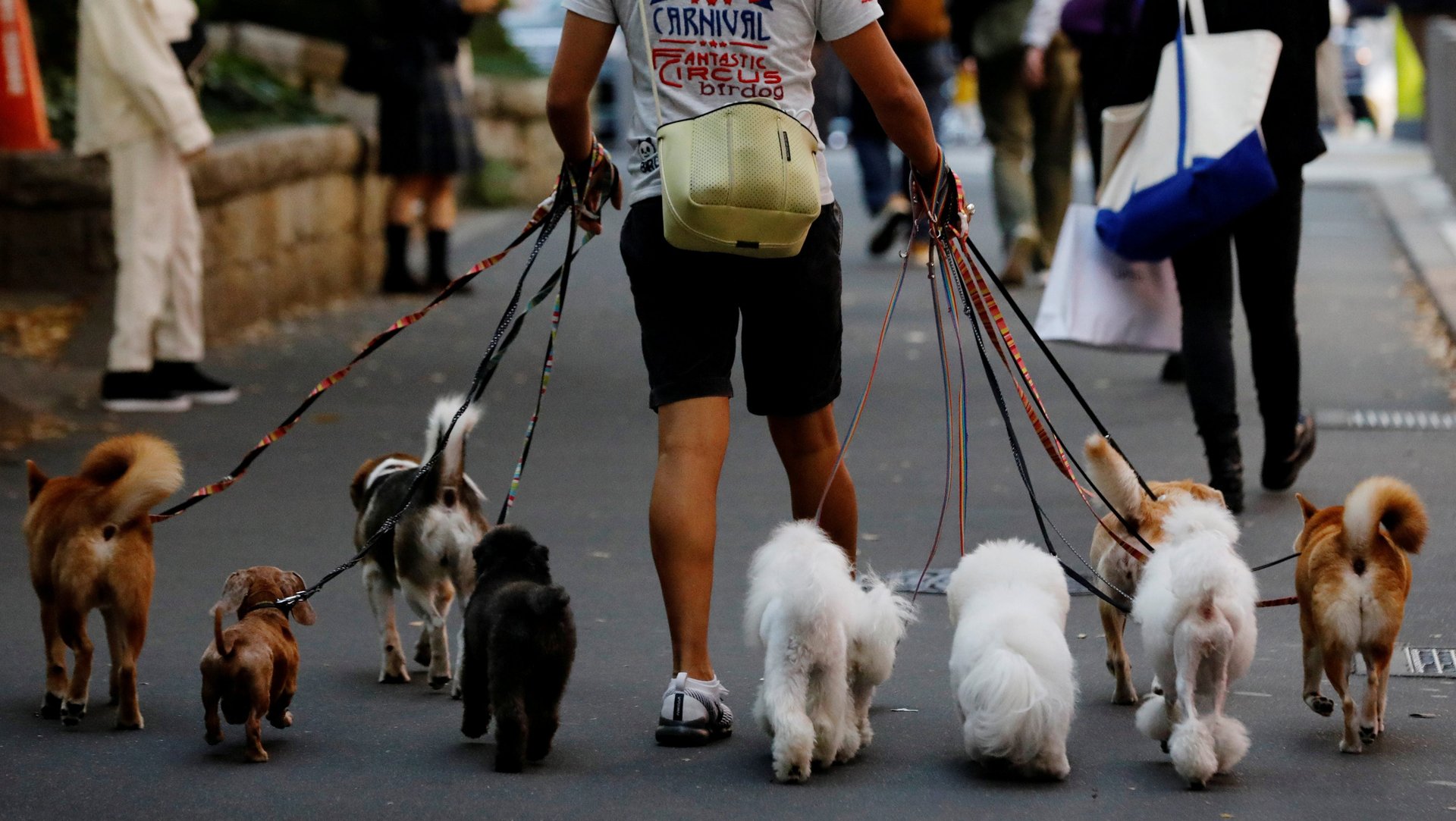 A dog-walking service is now worth $1.4 billion