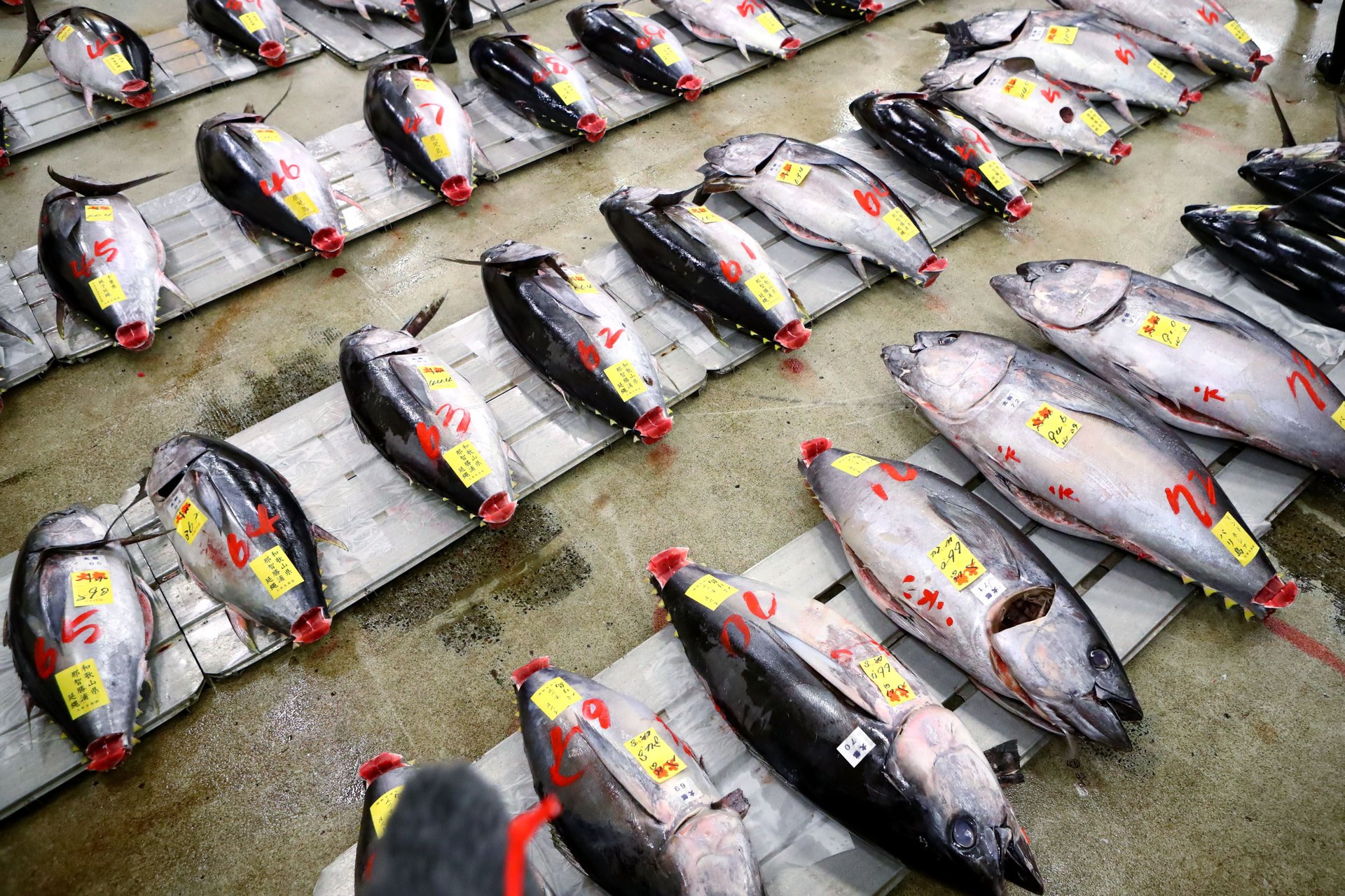 Photos: Take one last stroll through Tokyo’s Tsukiji fish market before it closes