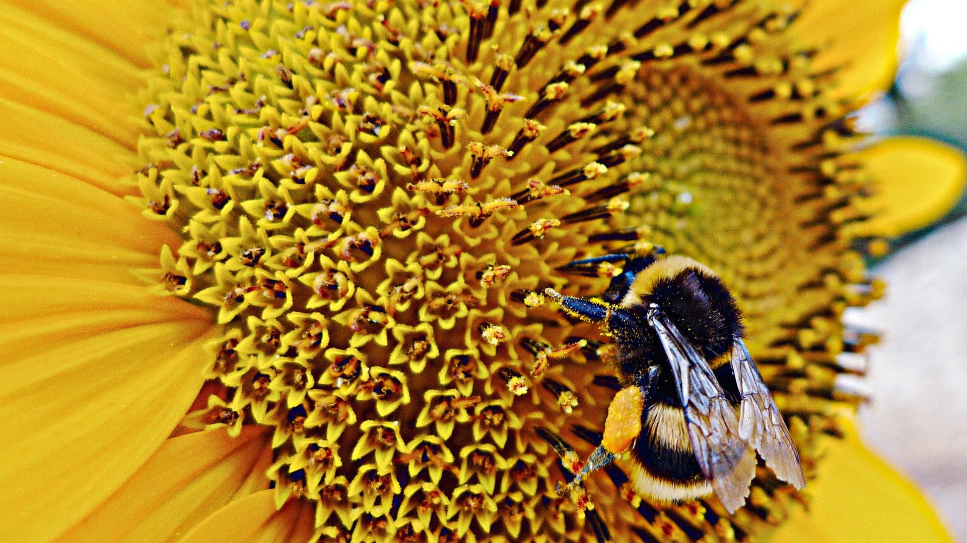 Bees understand the concept of nothingness