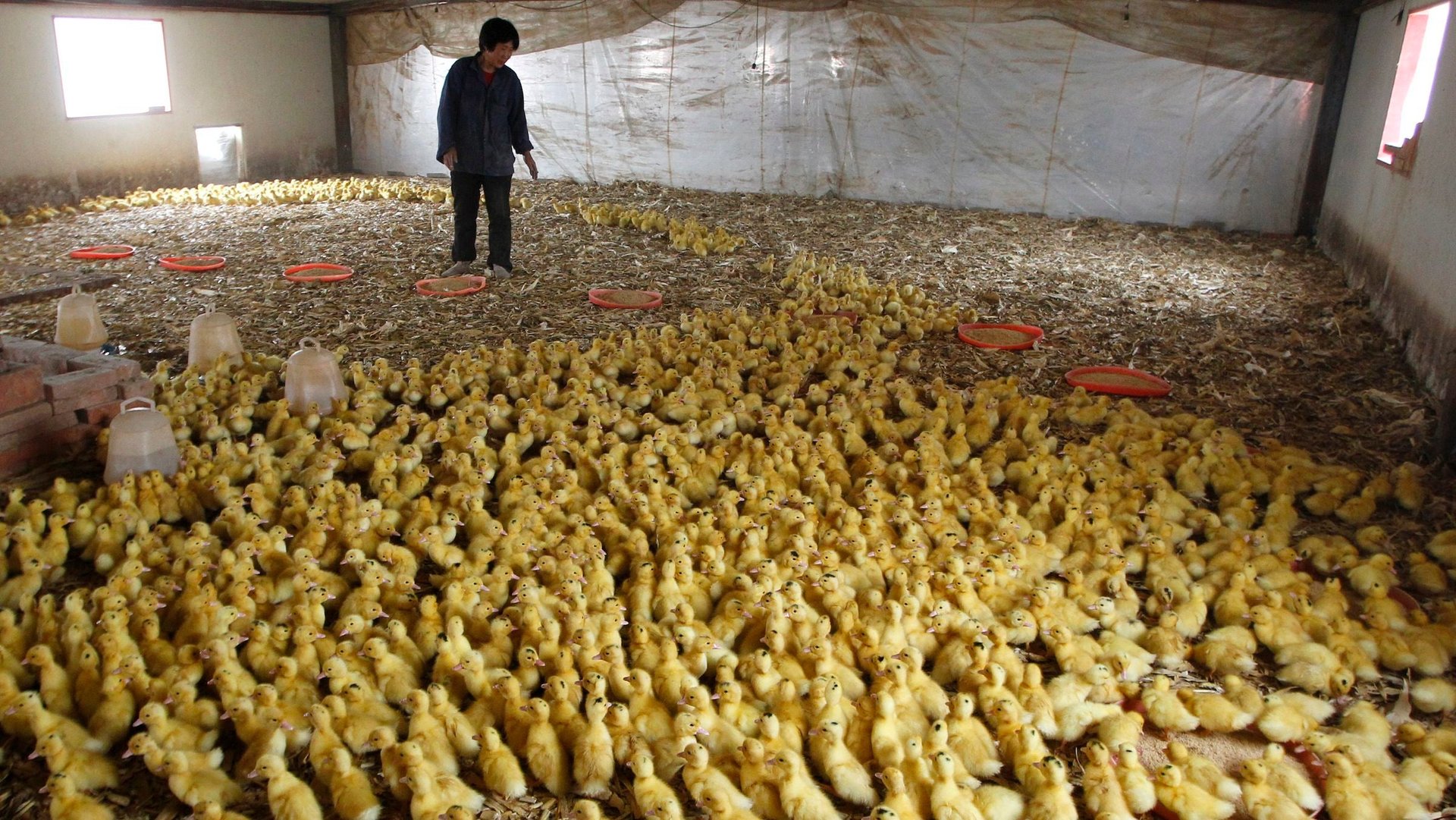 Luxury appetites and protectionism bring foie gras production to China