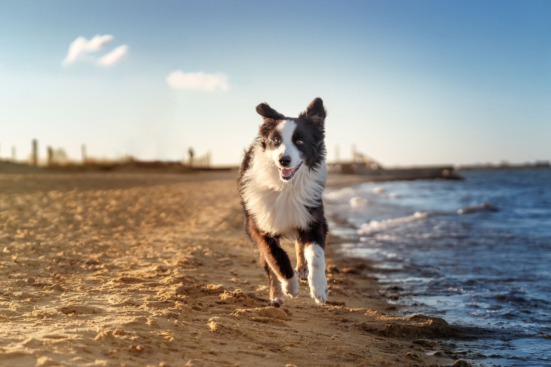 The best dog-friendly beaches across the U.S. in 2026