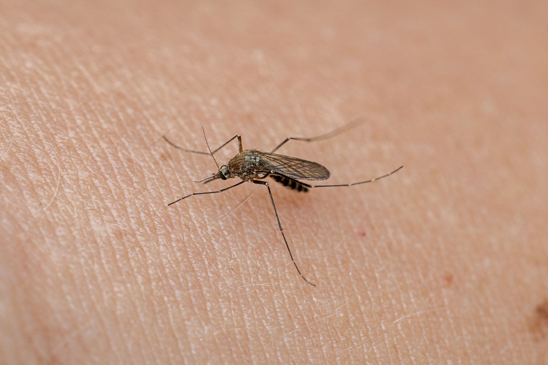 Los mosquitos tienen más sed de sangre humana, según dicen los científicos.