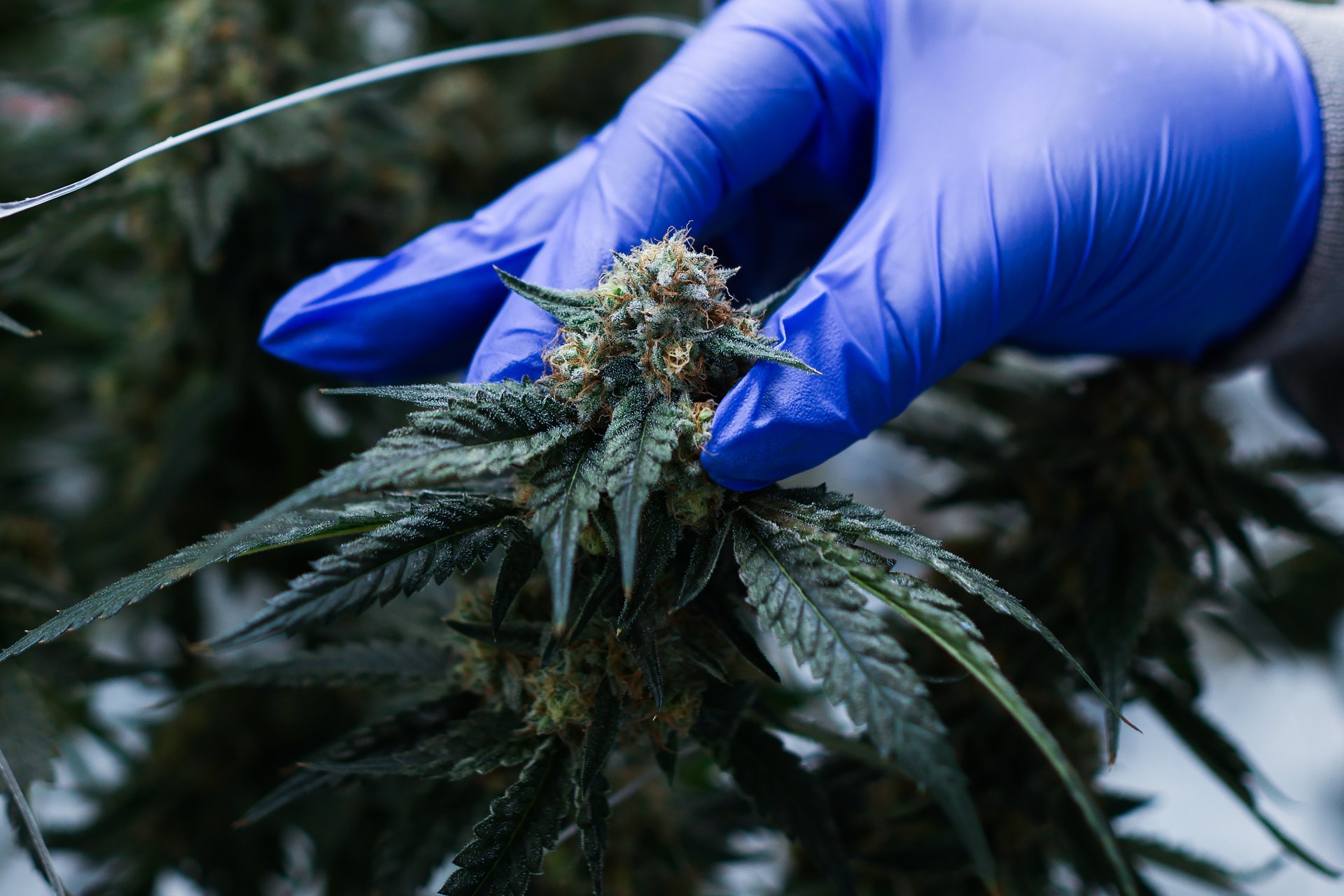 Le ministre de la Justice par intérim de Trump a pris des mesures pour reclasser la marijuana médicale en vertu de la loi fédérale.