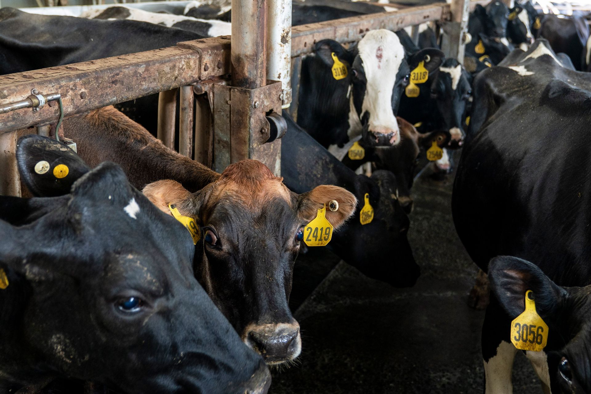 Trump suspend temporairement les quotas tarifaires d'importation de bœuf pour lutter contre les prix record.