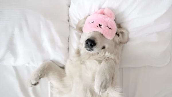 Los 8 hoteles de lujo más amigables con las mascotas en América del Norte en este momento.