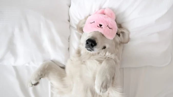 The 8 most pet-friendly luxury hotels in North America right now