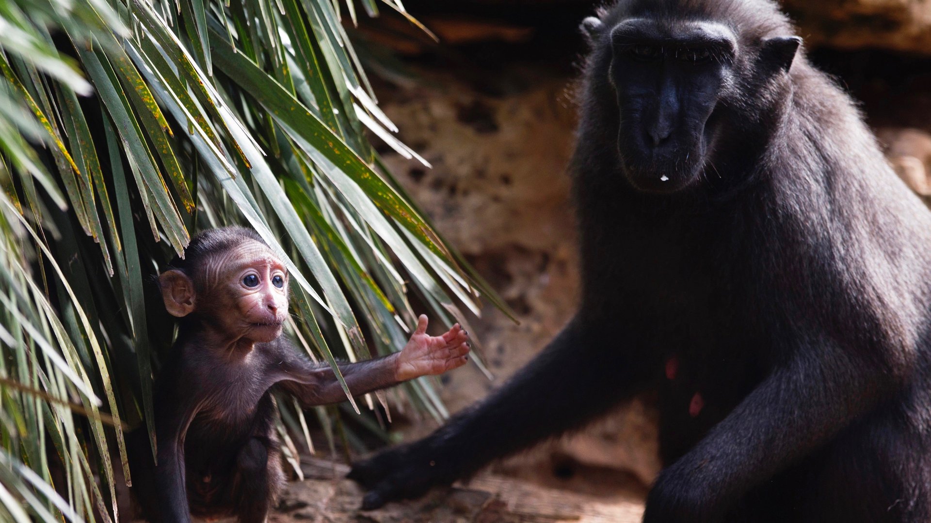 A monkey lost his copyright case—but made strides toward getting animals more legal rights
