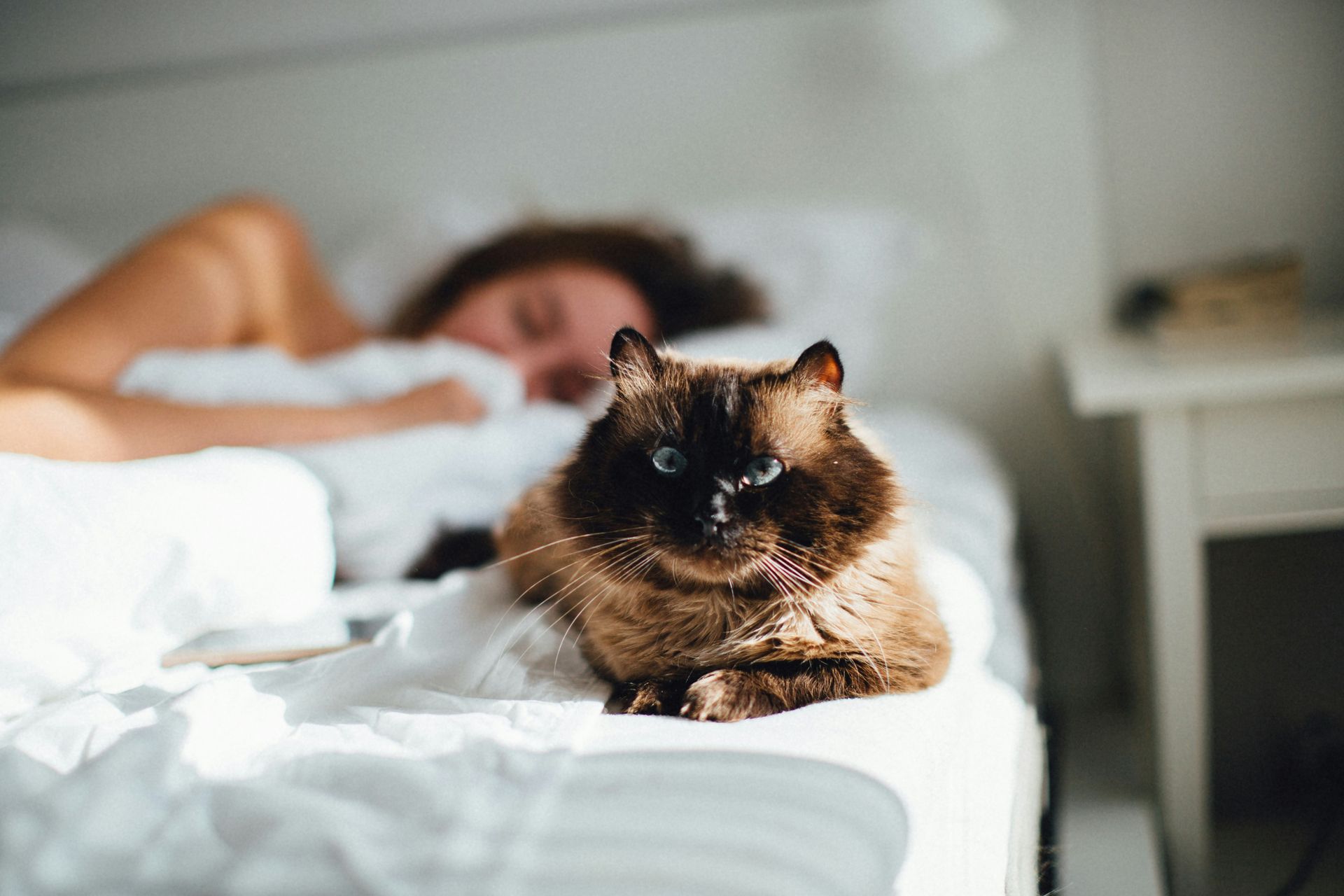 15 things that happen to your body when your pet sleeps in your bed