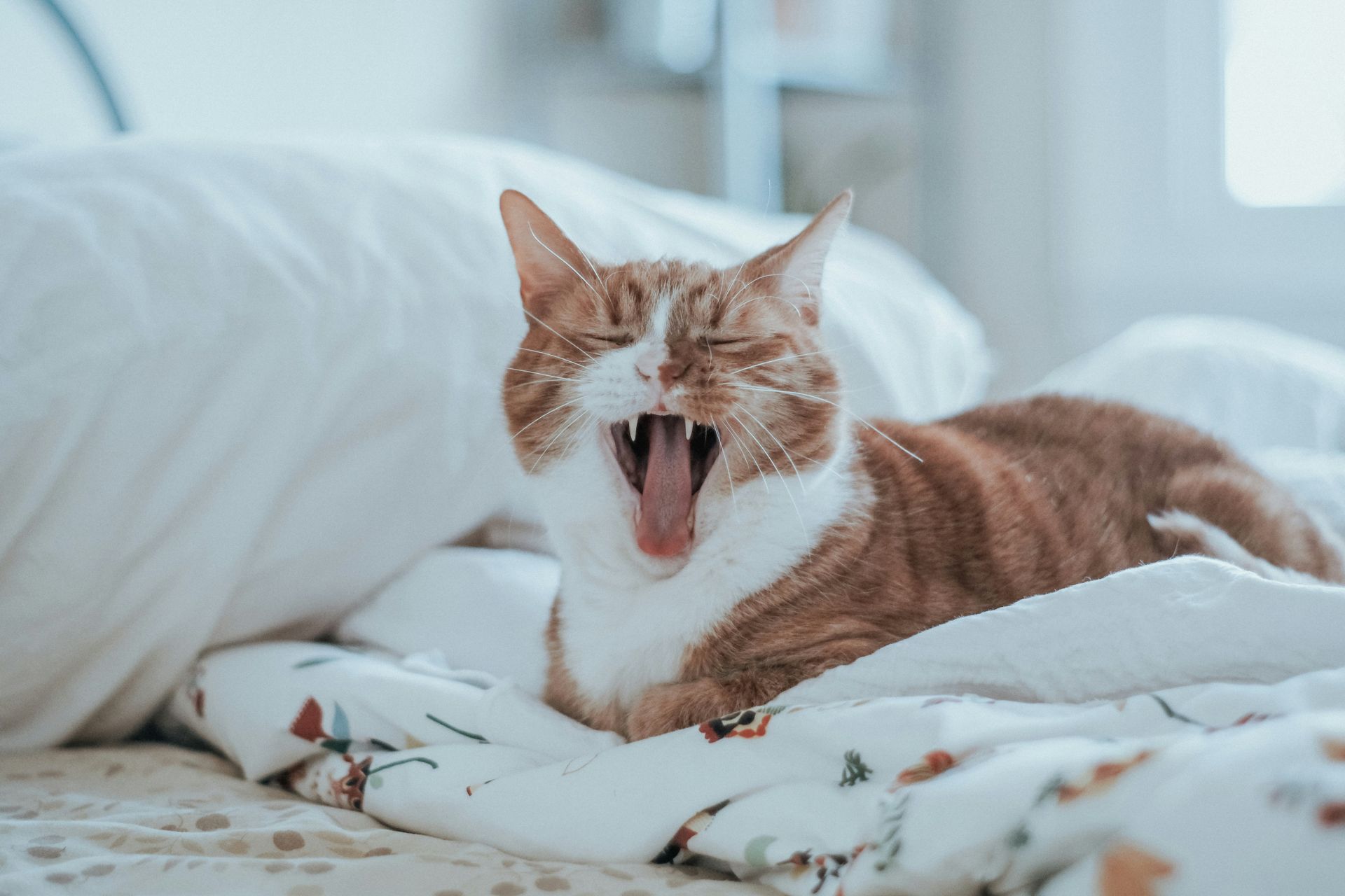 5 signs your cat is mad at you 