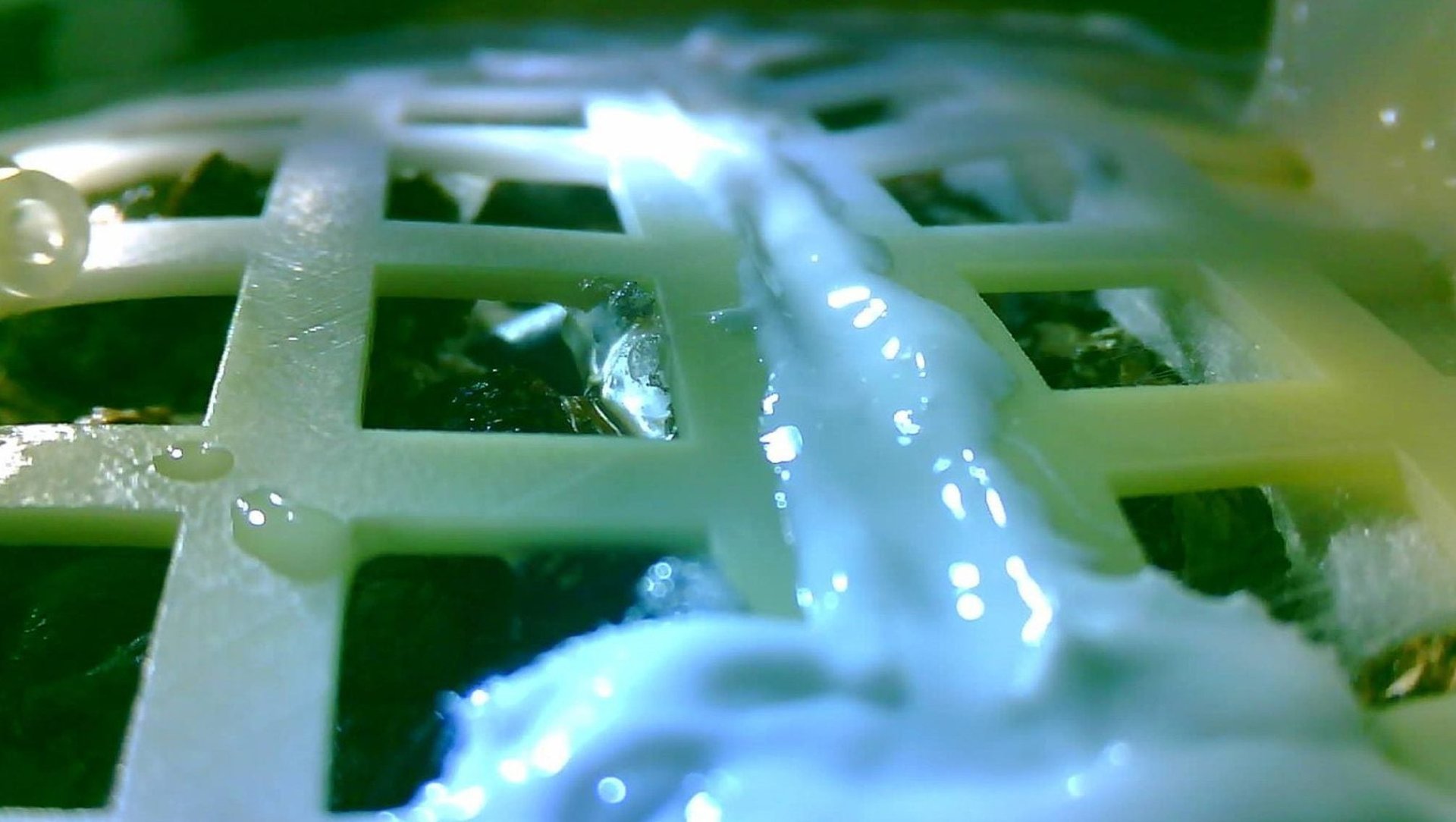 China’s Moon plant has already died