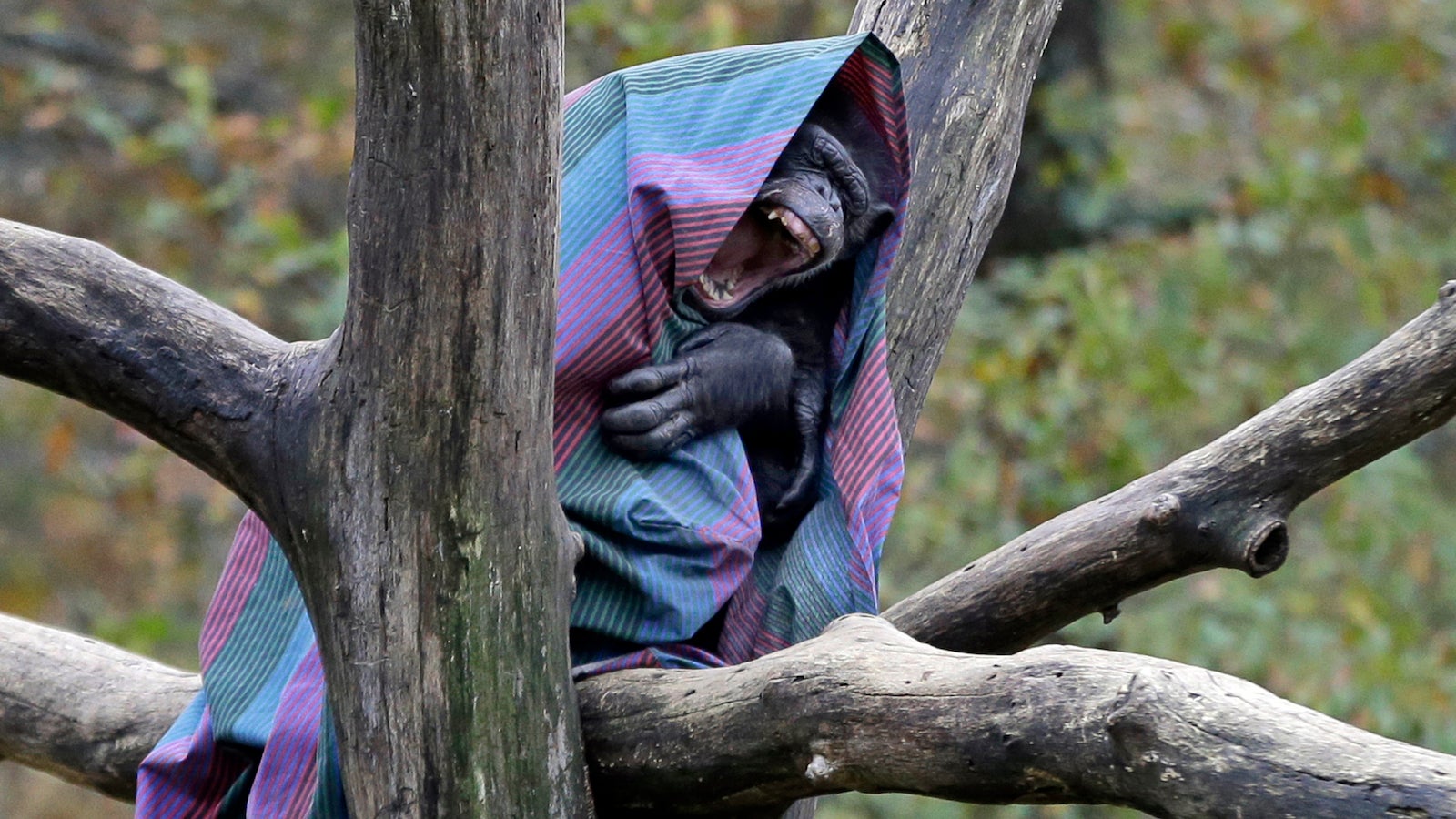 “Sleep inertia” explains why you feel so groggy when you wake up