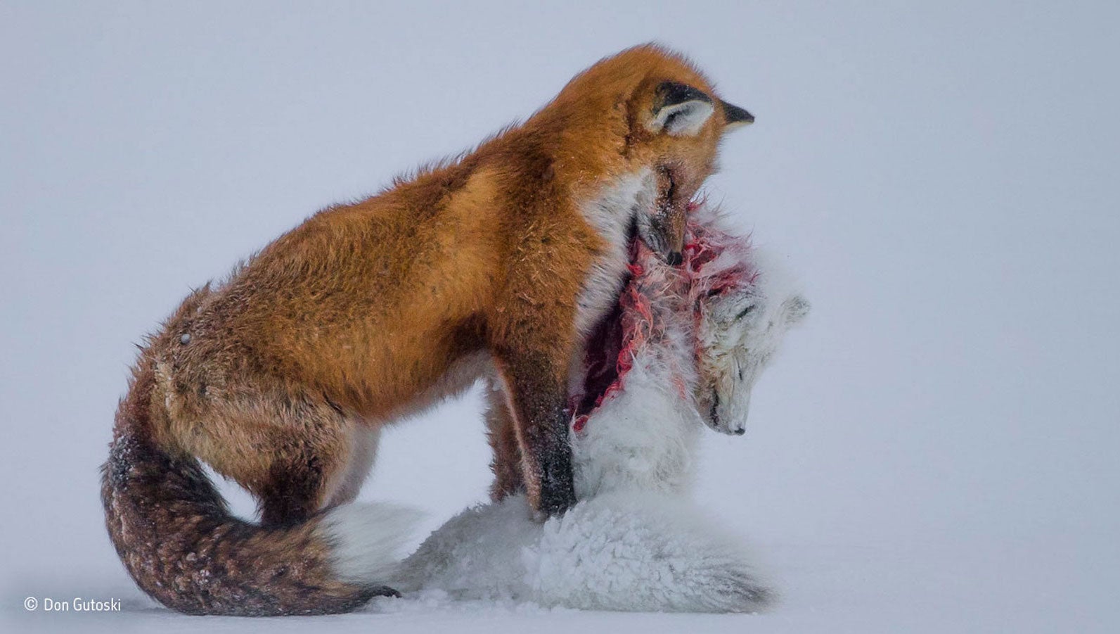 A stunning photo of two foxes tells a scary story about climate change