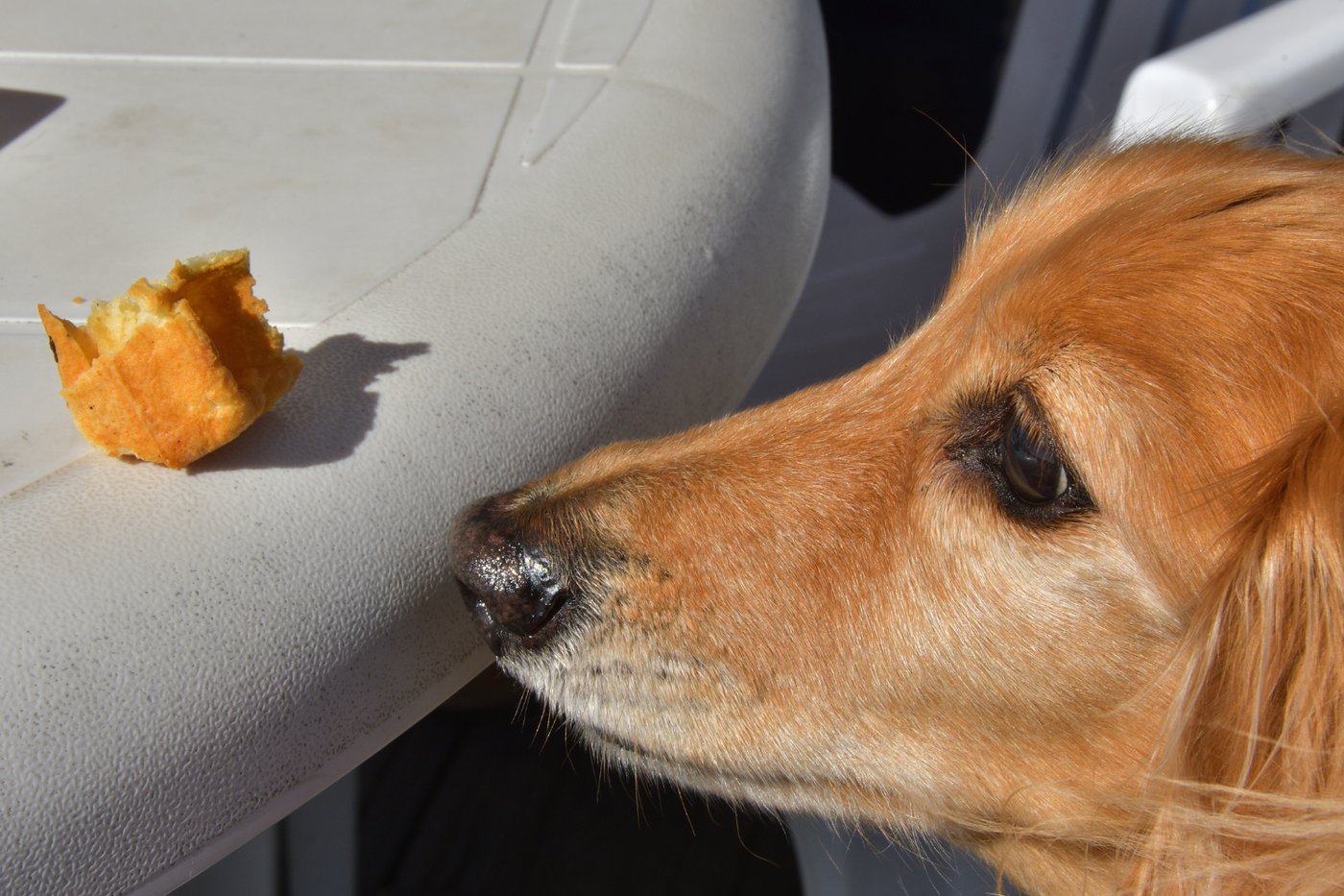 25 Lebensmittel, die für Hunde giftig sind — und die, von denen die meisten Besitzer nichts wissen