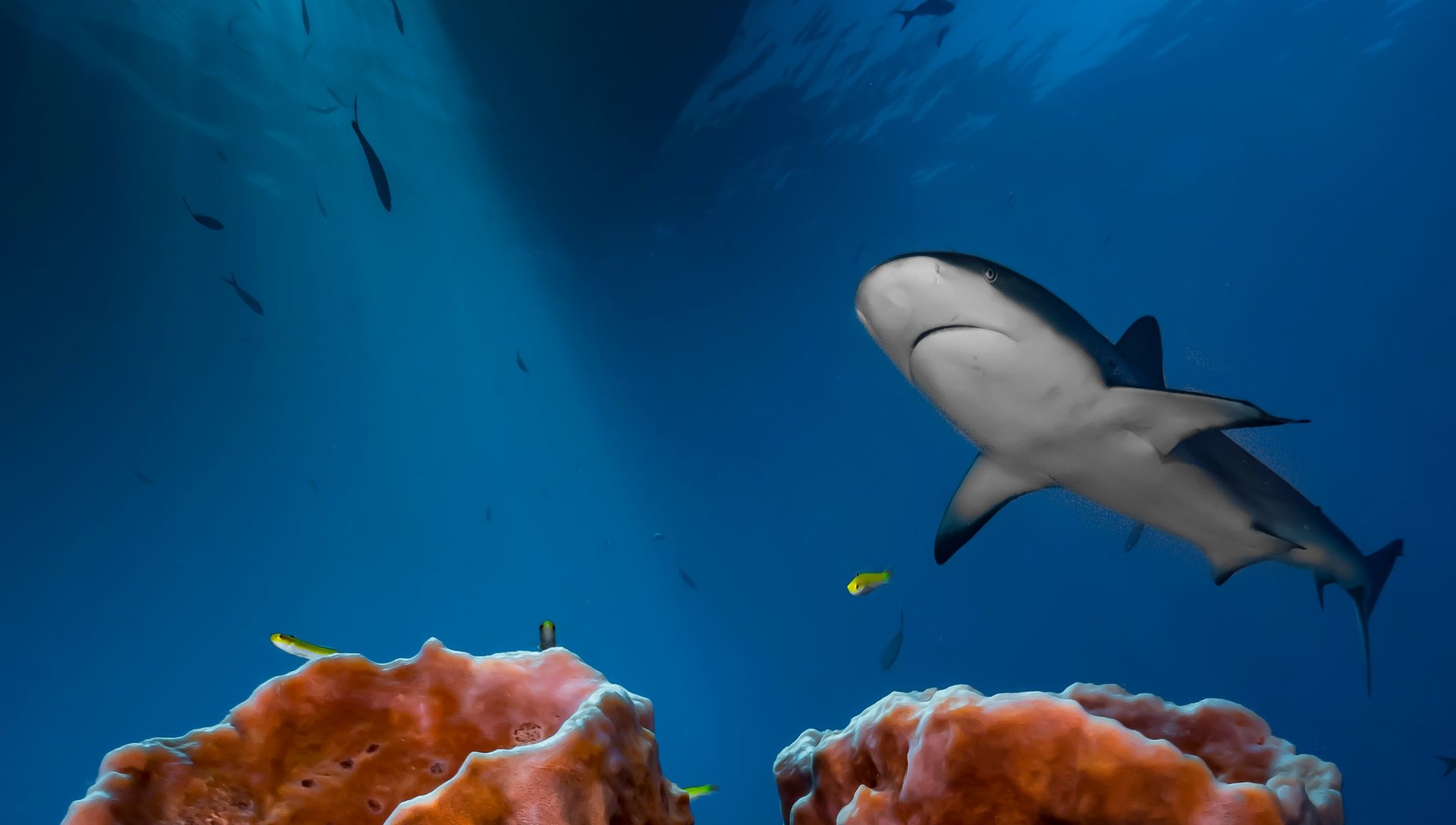Explore the world like a fish with the best underwater photos of the year