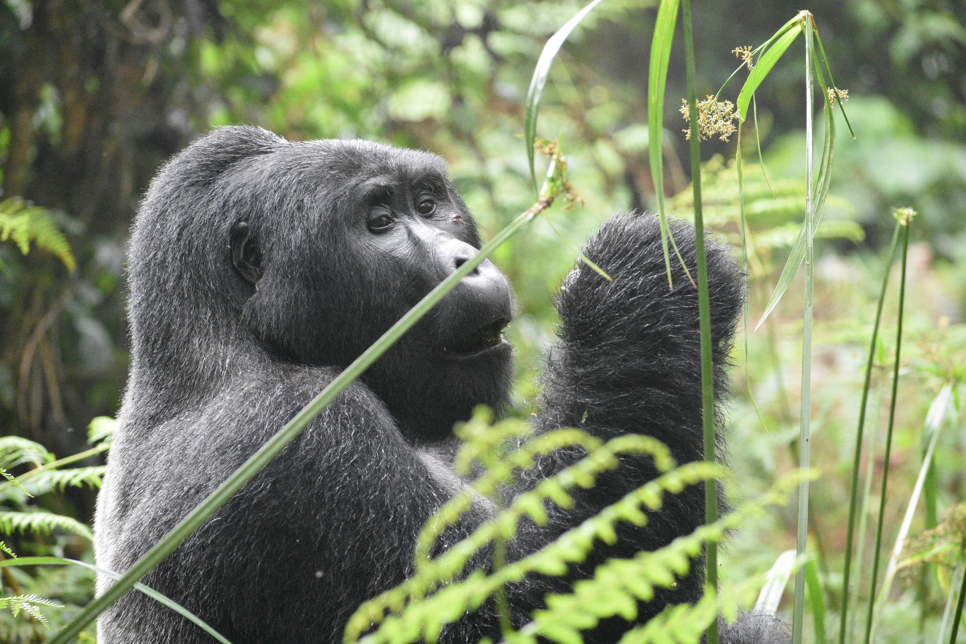 The 5 best places to visit in Rwanda for gorilla spottings
