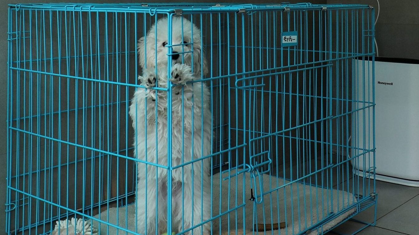 Locked out Indians are abandoning their pets on the streets—helpless, scared, and hungry