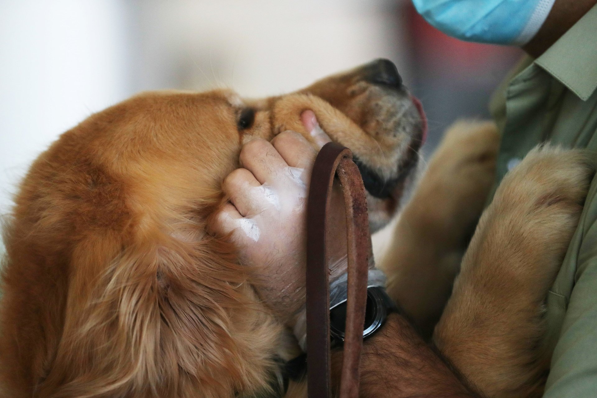 Why more people are hiring “pet shrinks”