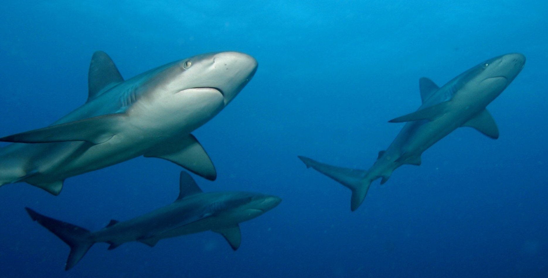 “Movement ecologists” are turning technology against the global trade in illegal seafood