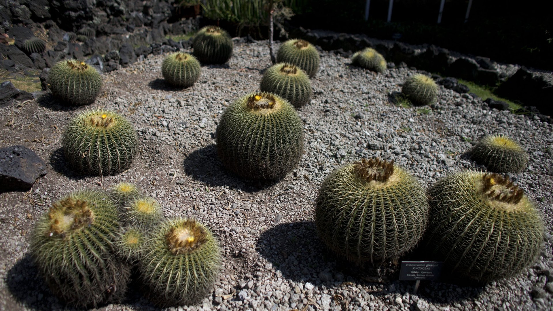 A German tourist faces 10 years in US prison for smuggling endangered cactus seeds