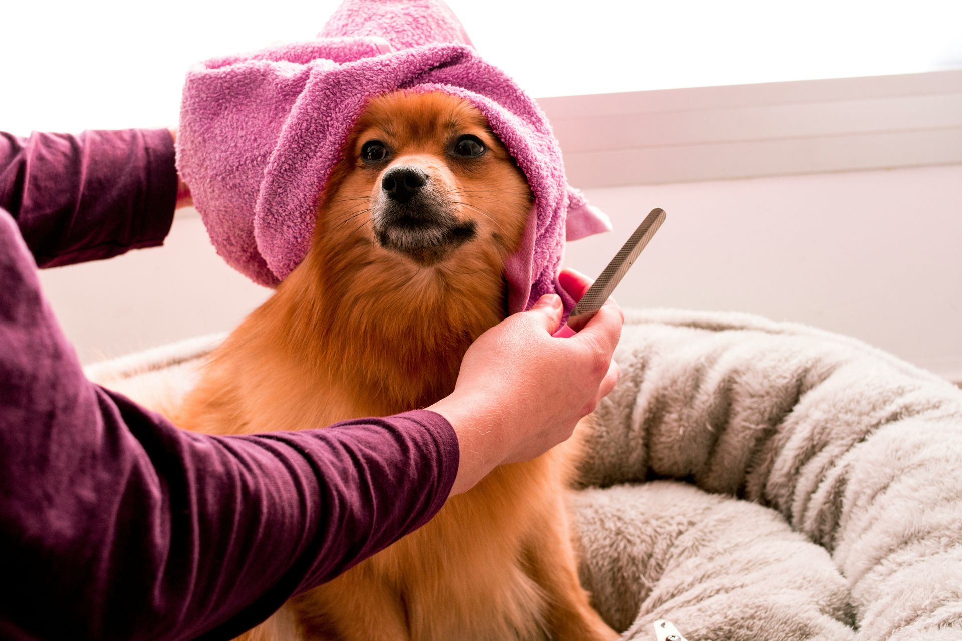 10 things that happen to your dog's health when you skip grooming