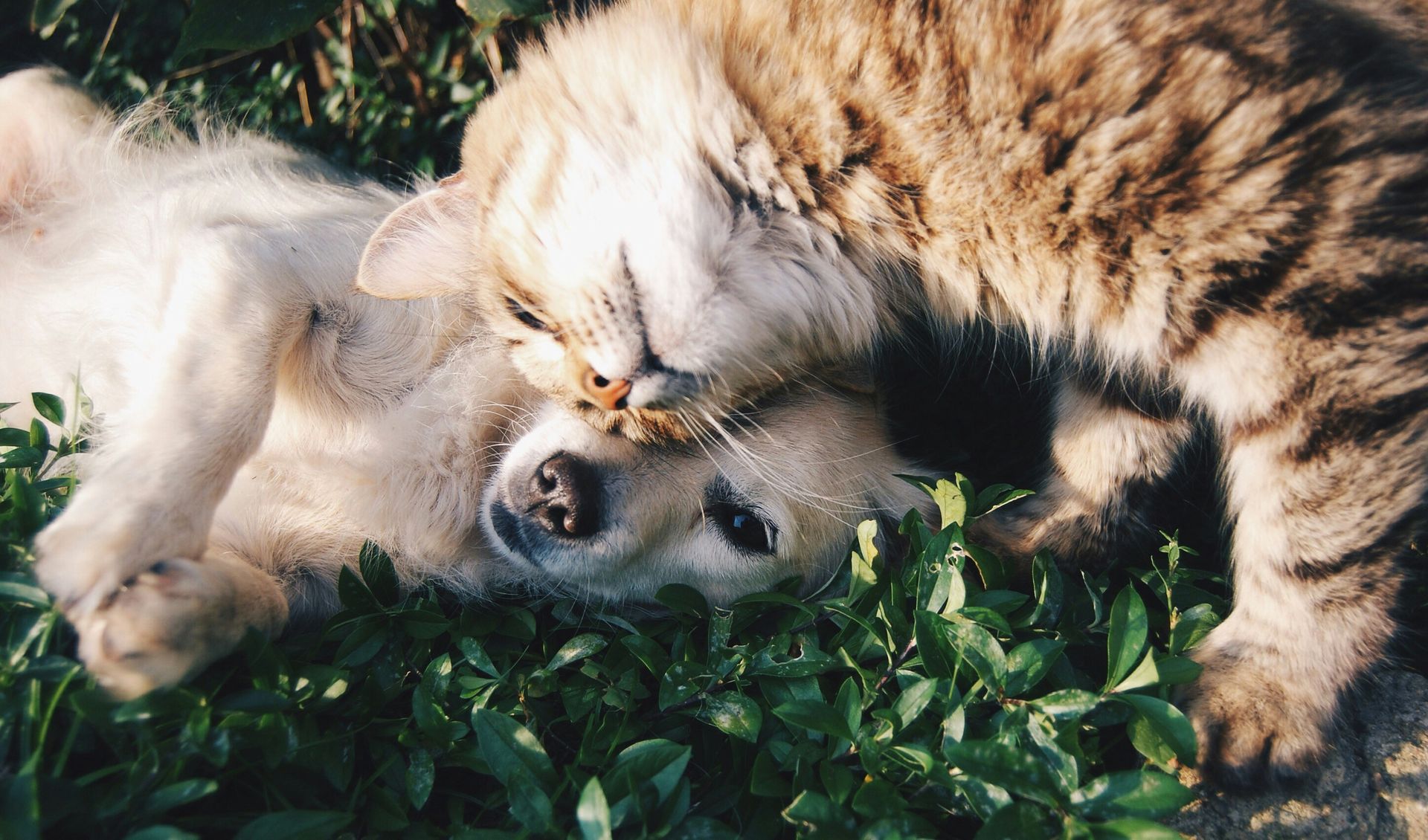 The best pet insurance in 2026 to avoid breaking the bank, according to U.S. News