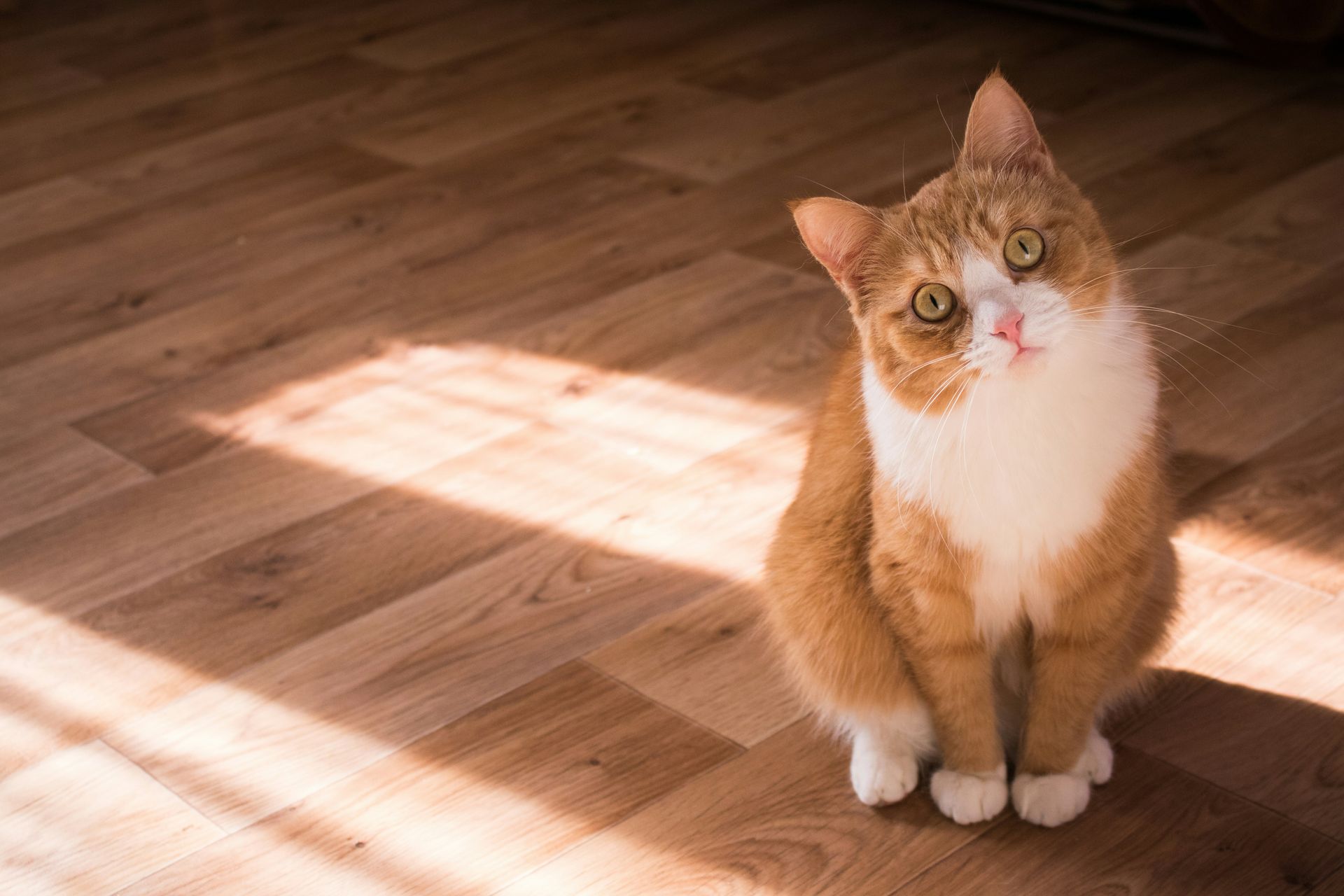 15 choses que la plupart des propriétaires de chats ne réalisent pas que leur chat communique