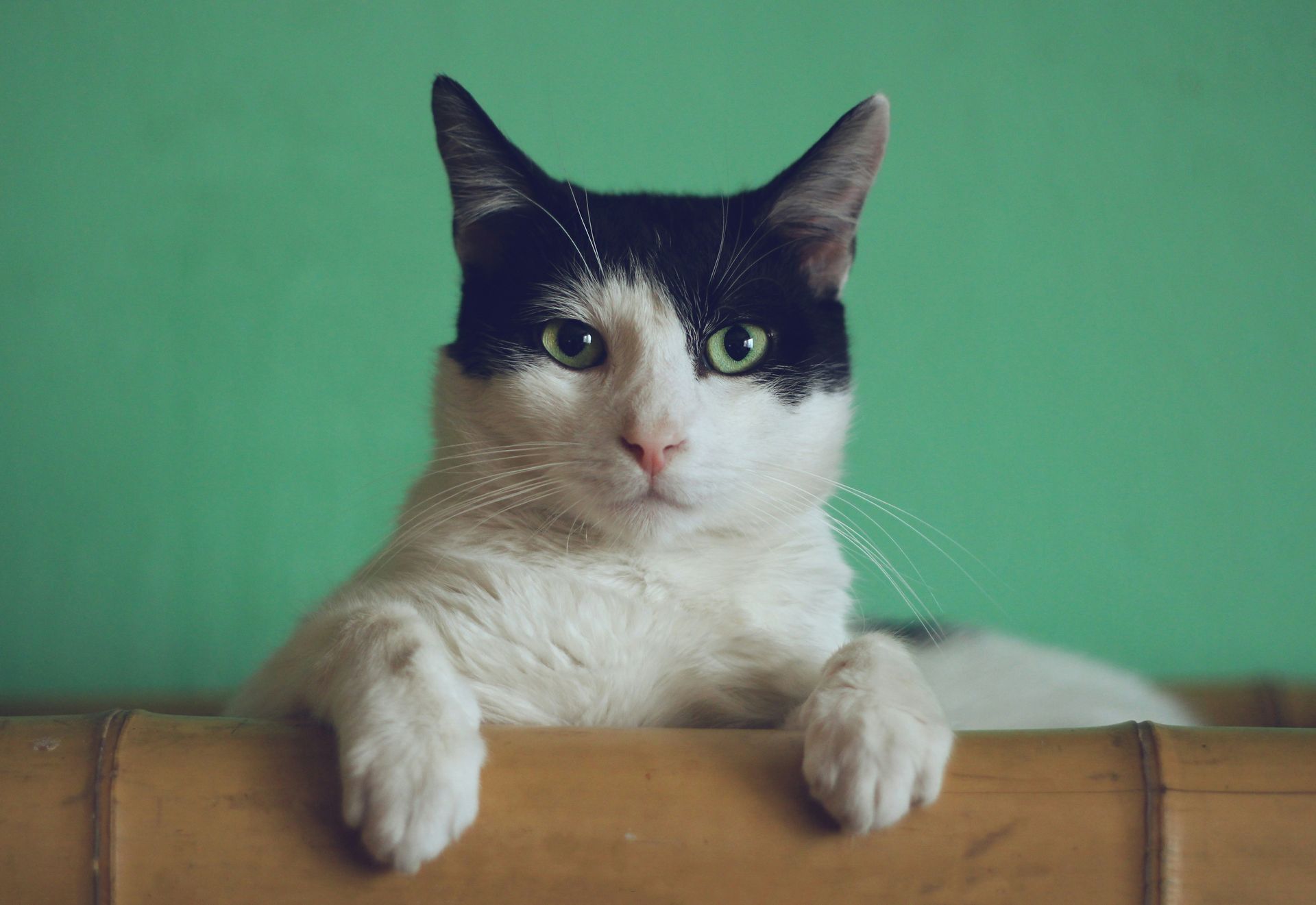 6 ways to train your cat