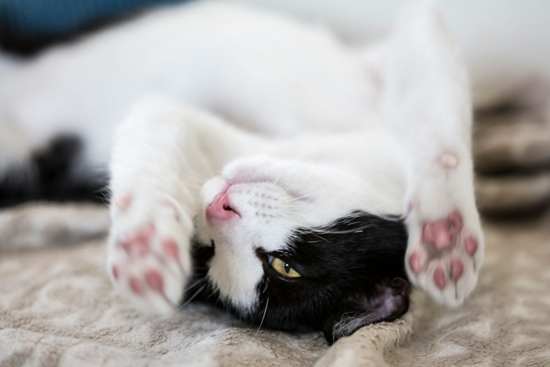 4 señales reveladoras de que tu gato está feliz