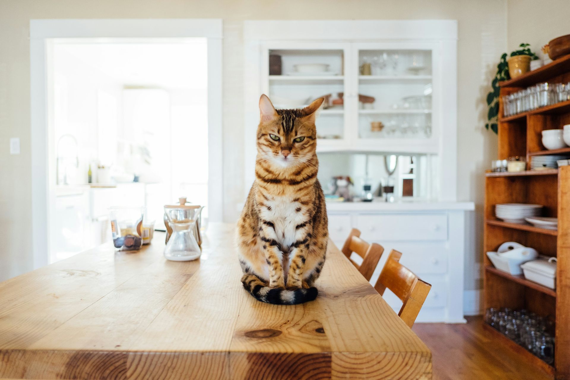 5 subtle signs your cat may be depressed