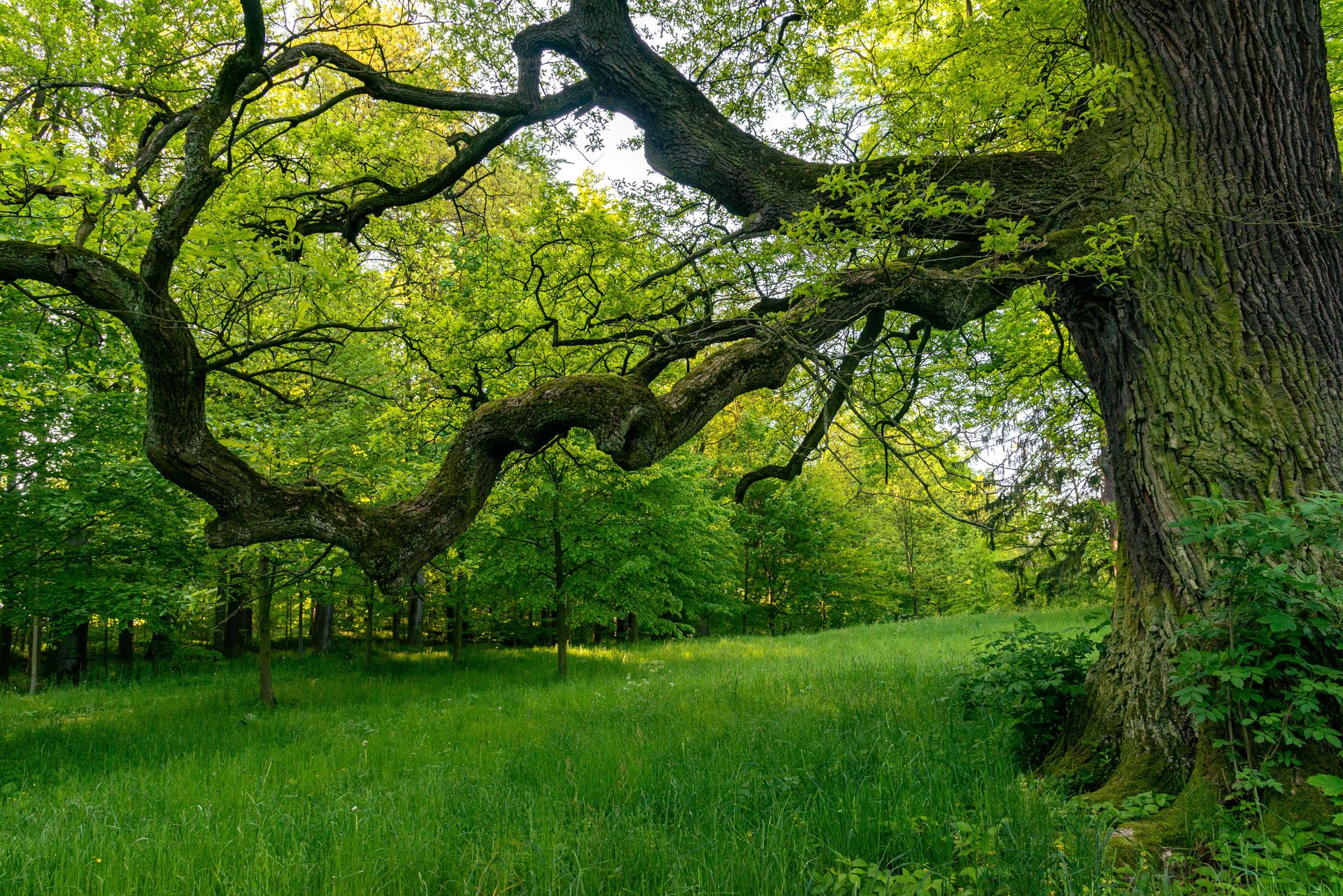 15 things trees are doing right now that you had no idea about