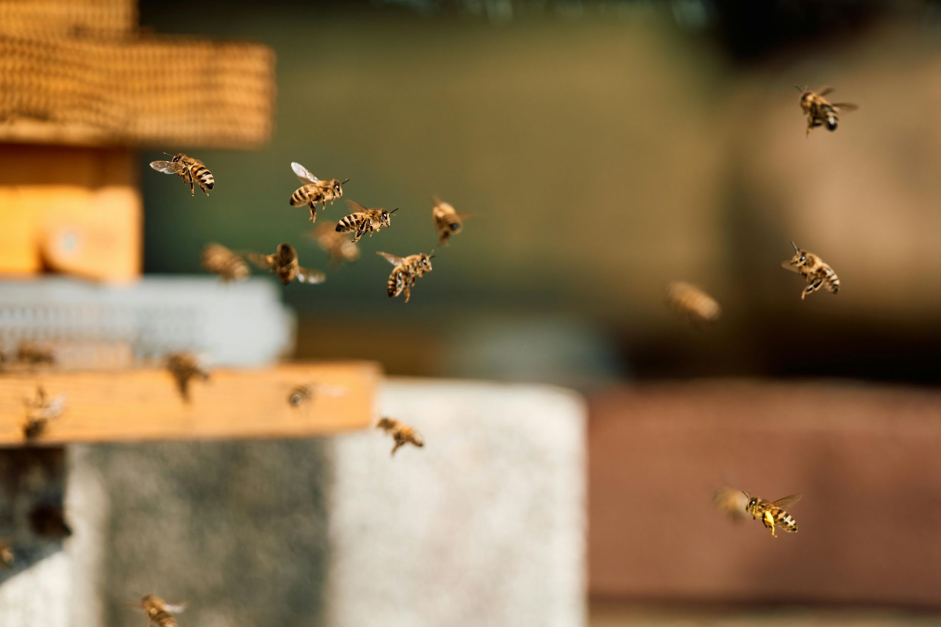 20 insects that are holding the natural world together — whether you like them or not
