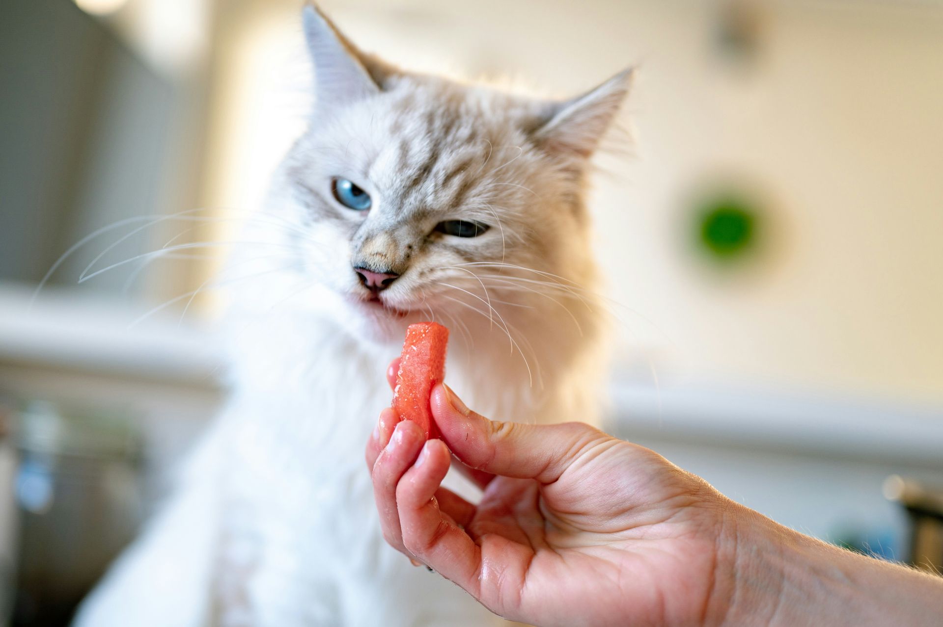 15 common mistakes most people make when feeding their cats