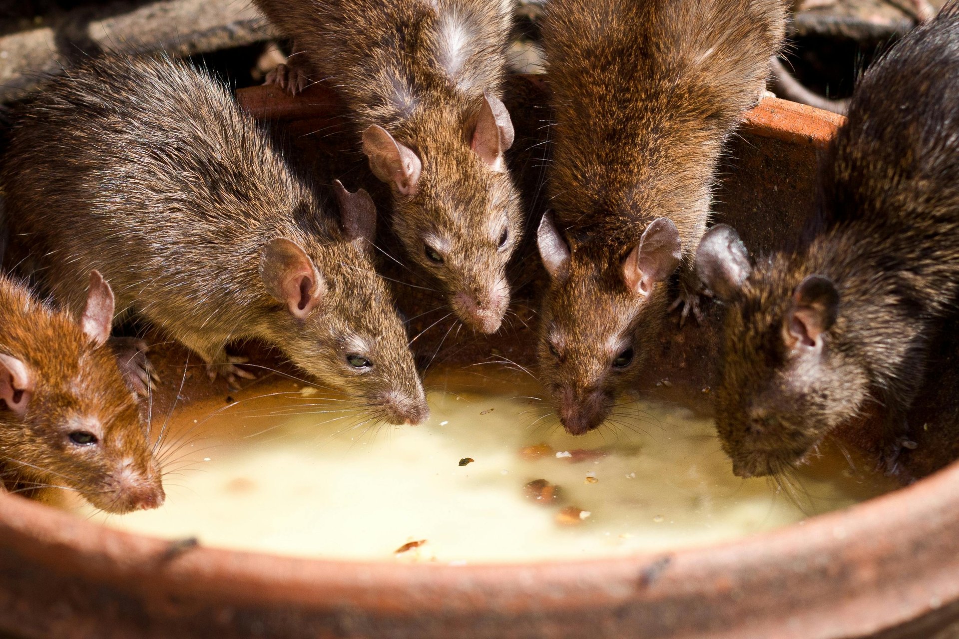 This Valentine's Day you can name a New York City rat after your ex 