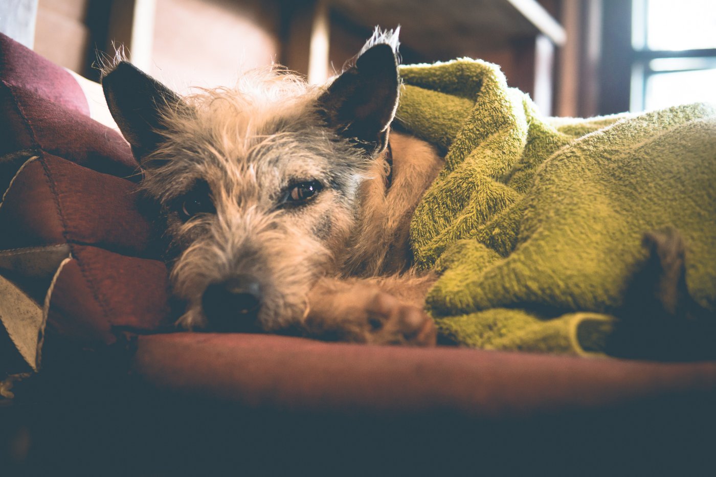 10 señales de que tu perro está enfermo y cuándo es realmente una emergencia
