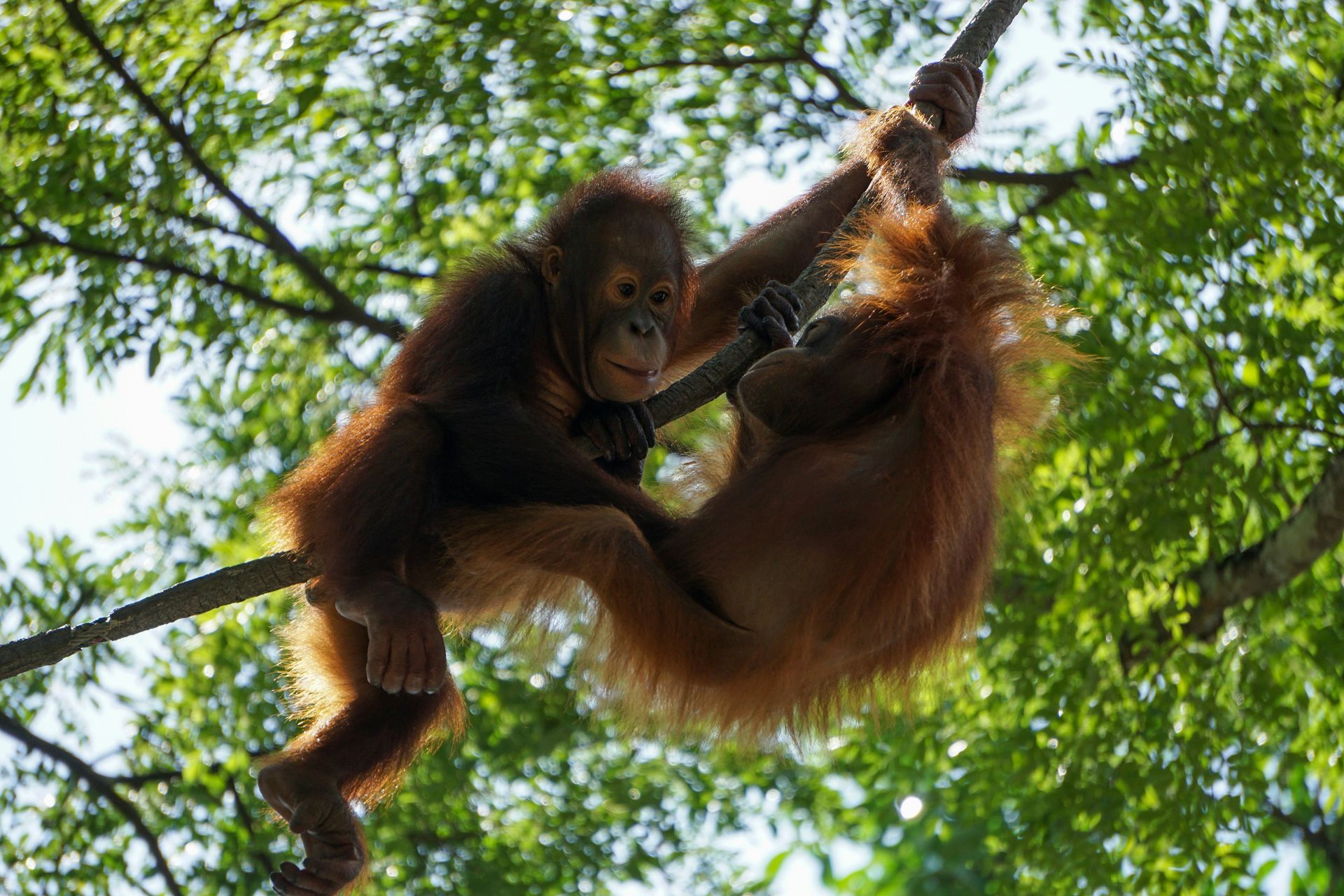 These are the 8 most impressive national parks in Indonesia