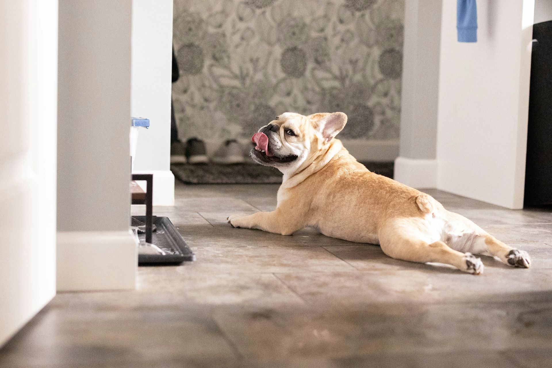 The best pet sprays for stains and odors, according to Consumer Reports