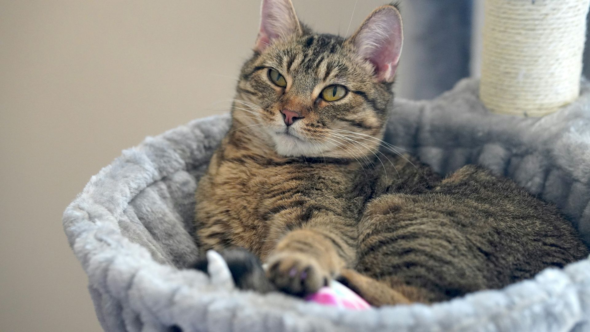 3 raisons pour lesquelles votre chat déteste l'eau