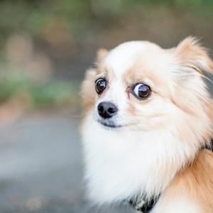 6 cosas que tu perro desearía que dejaras de hacer