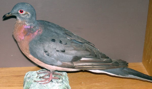 20 animals that went extinct in the last 200 years