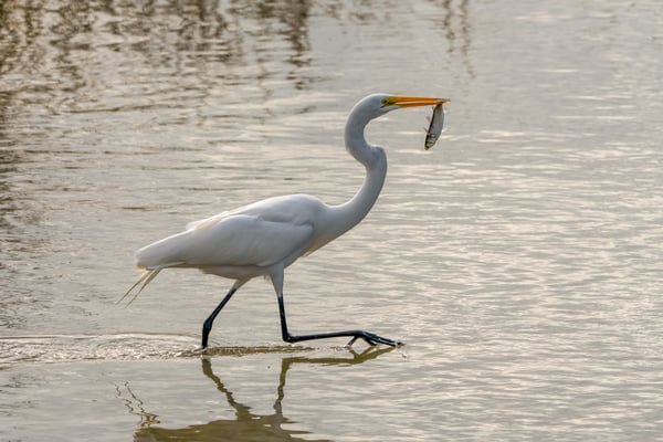Texas Parks and Wildlife vendor breach exposed data of 3 million hunters and anglers